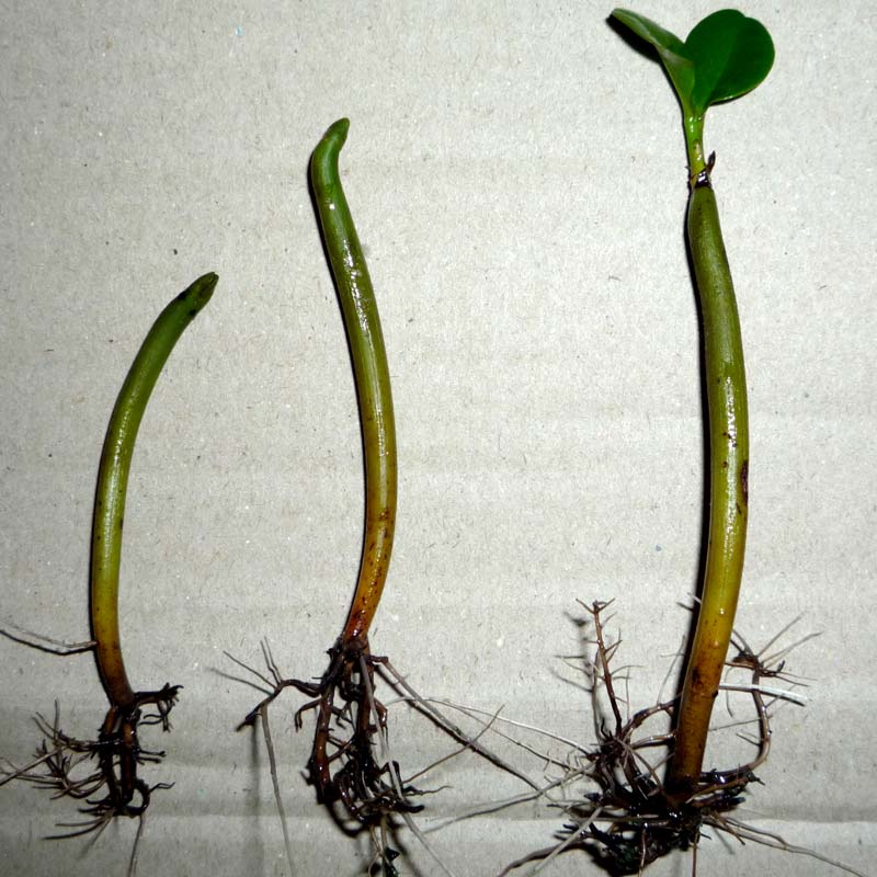 aegiceras corniculatum